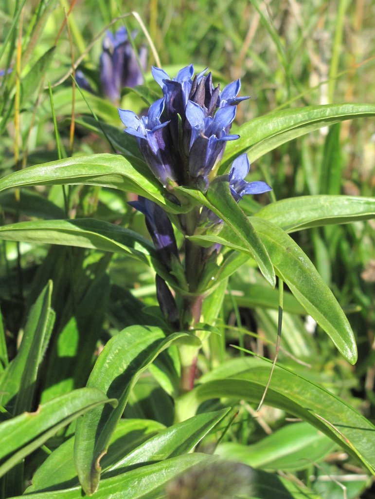 Gentiana cruciata